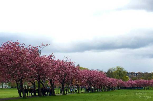 The Meadows look particularly stunning in Spring. 